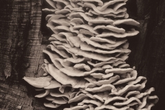 Klaudyna-Kaczurba-lawiny-konkurs-lawiny