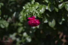 AMA9254